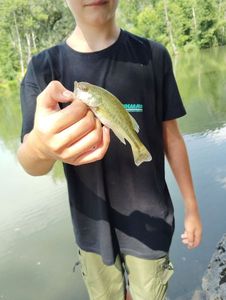 Smallmouth Bass