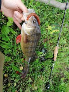 European Perch