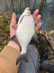 Common Bream