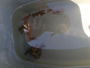 Spinycheek Crayfish