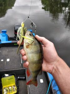 European Perch