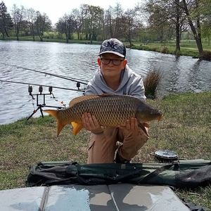 Common Carp