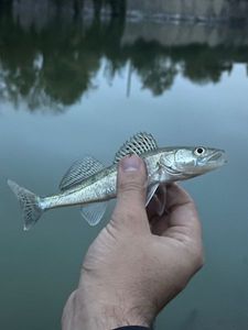 Zander