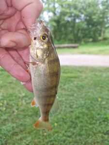 European Perch