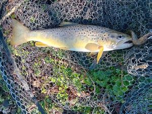 Brown Trout