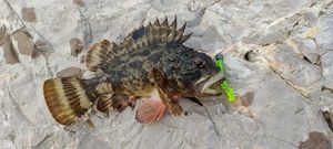 Brown Scorpionfish
