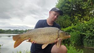 Common Carp