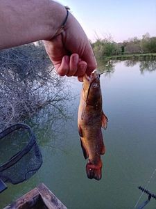 Black Bullhead