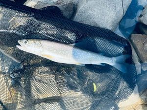 Lake Trout