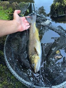 Brown Trout