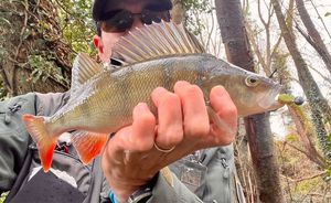 European Perch