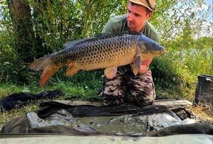 Common Carp