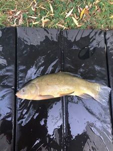 Tench