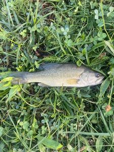 Largemouth Bass