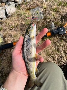 Brown Trout