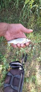 Roach