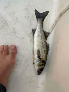 European Bass (Seabass)