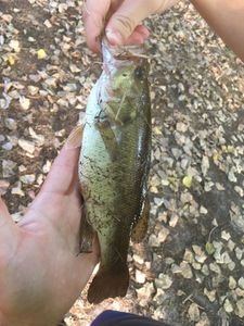 Largemouth Bass