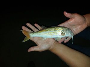 Red Mullet