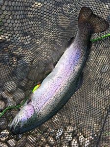 Rainbow Trout