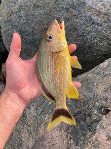 Bluestriped Grunt