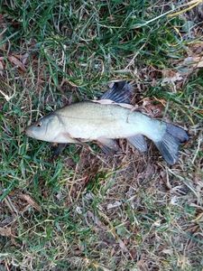Tench