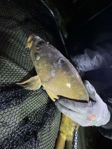 Leather Carp
