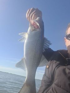 European Bass (Seabass)