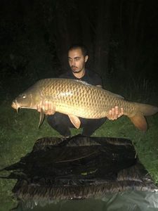 Common Carp