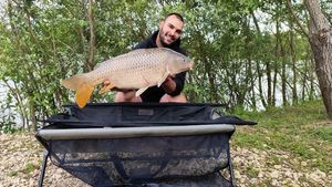 Common Carp