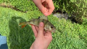 European Perch