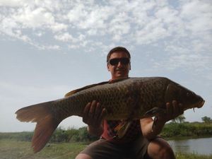 Common Carp