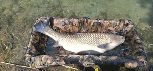 Grass Carp