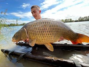 Common Carp