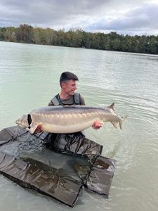 Sturgeon