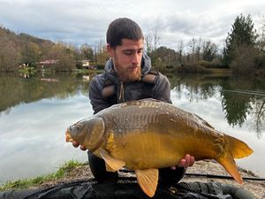 Mirror Carp