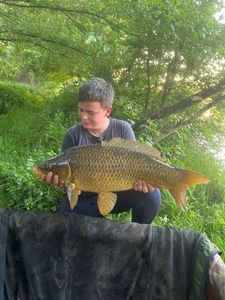 Common Carp