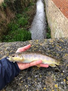 Brown Trout