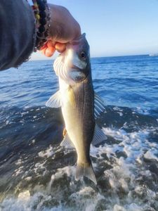 European Bass (Seabass)