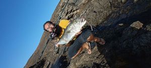 Greater Amberjack