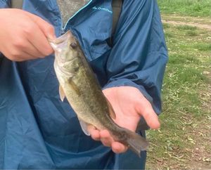 Largemouth Bass