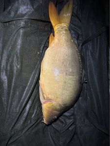 Mirror Carp