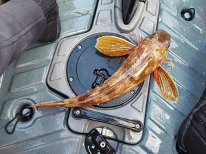 Gurnard