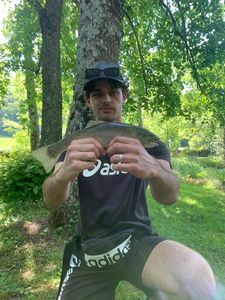 Rainbow Trout