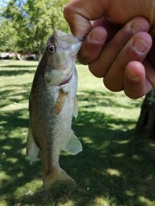 Largemouth Bass
