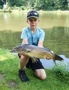 Common Carp