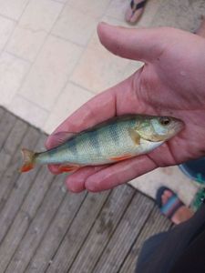 European Perch