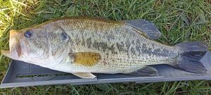 Largemouth Bass