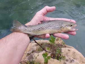 Brown Trout