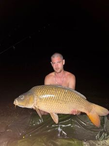 Common Carp